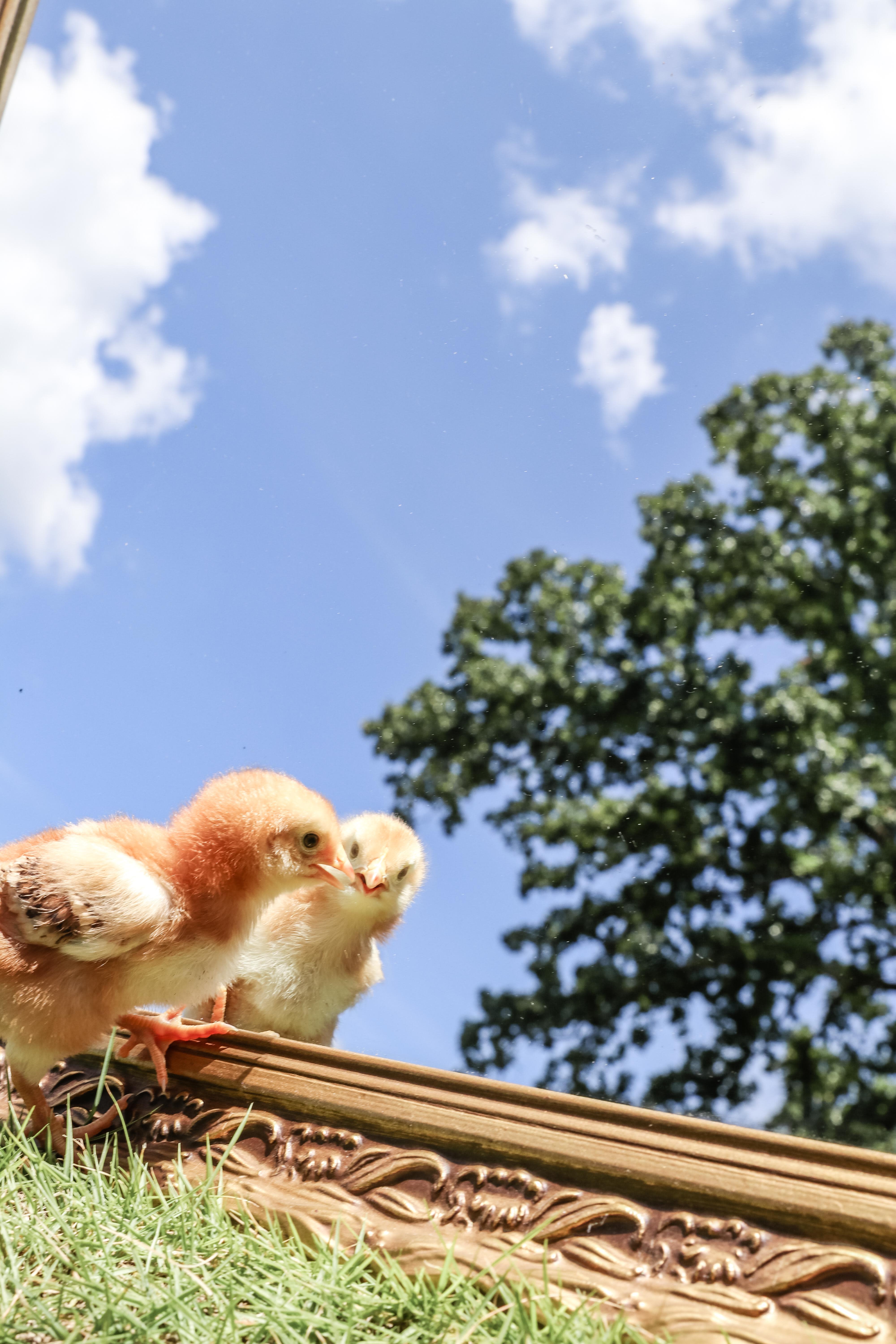 poultry nutritional diseases