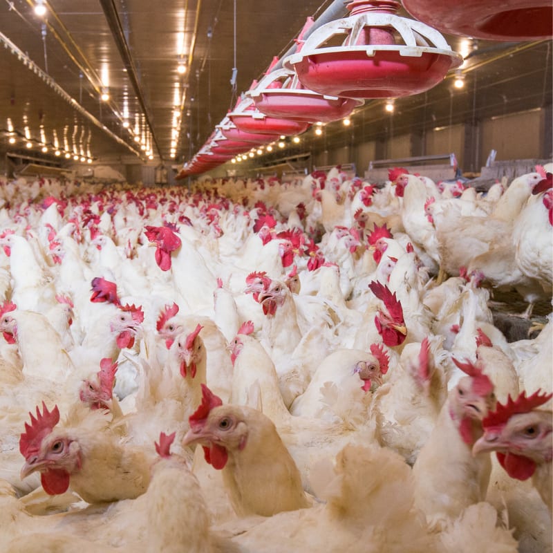 poultry diseases in intestinal tract