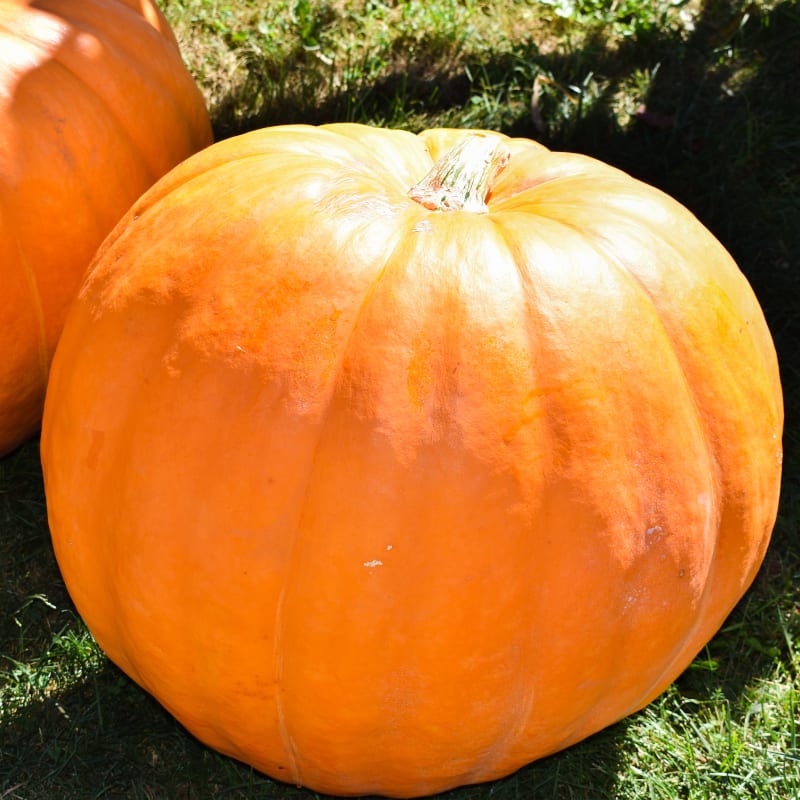 large pumpkins