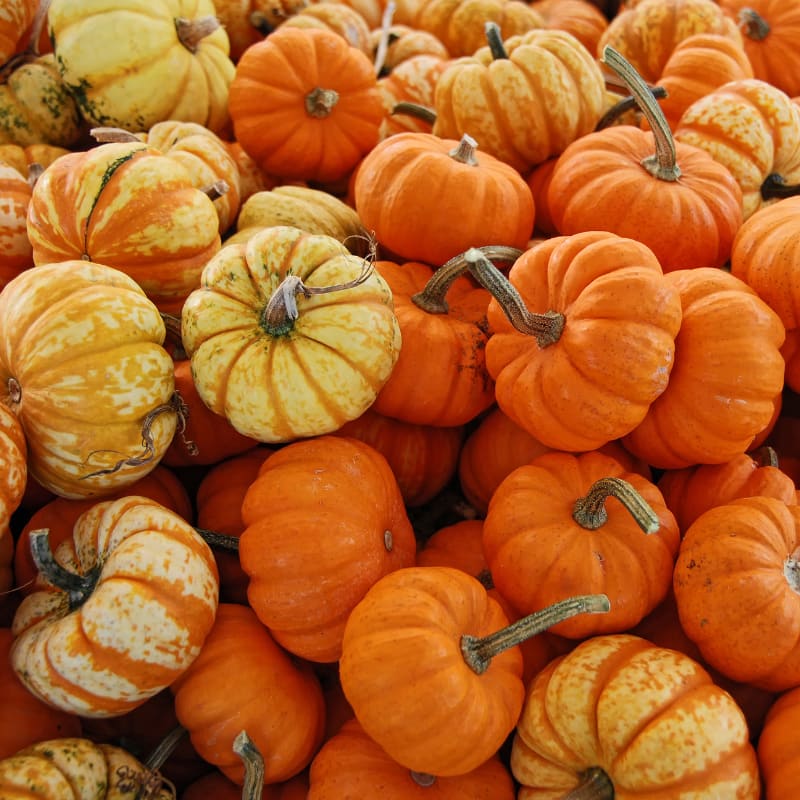 miniature pumpkins