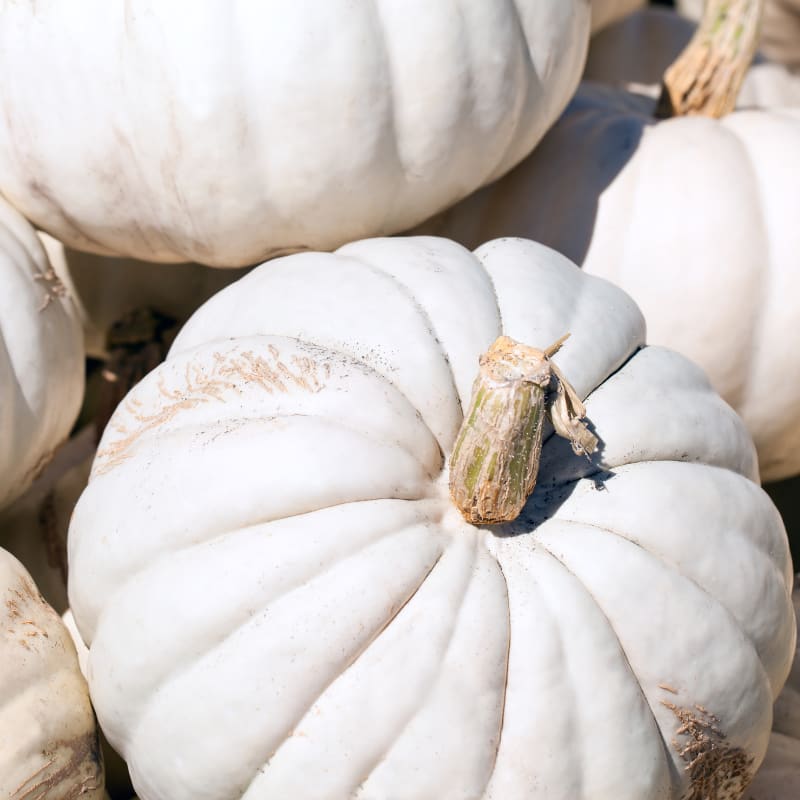 decorative pumpkins