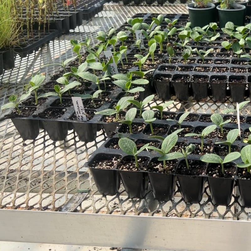 planting pumpkin seeds