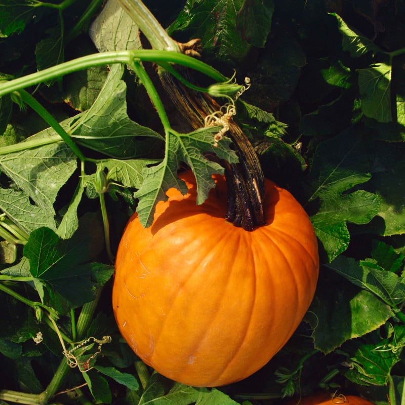 harvesting pumpkins