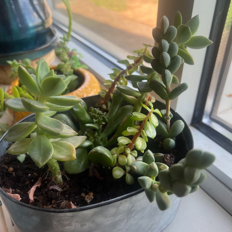 succulents for indoors