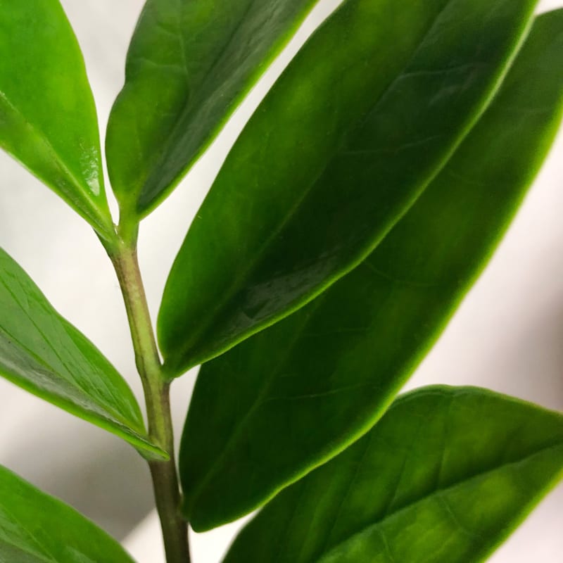 ZZ plant