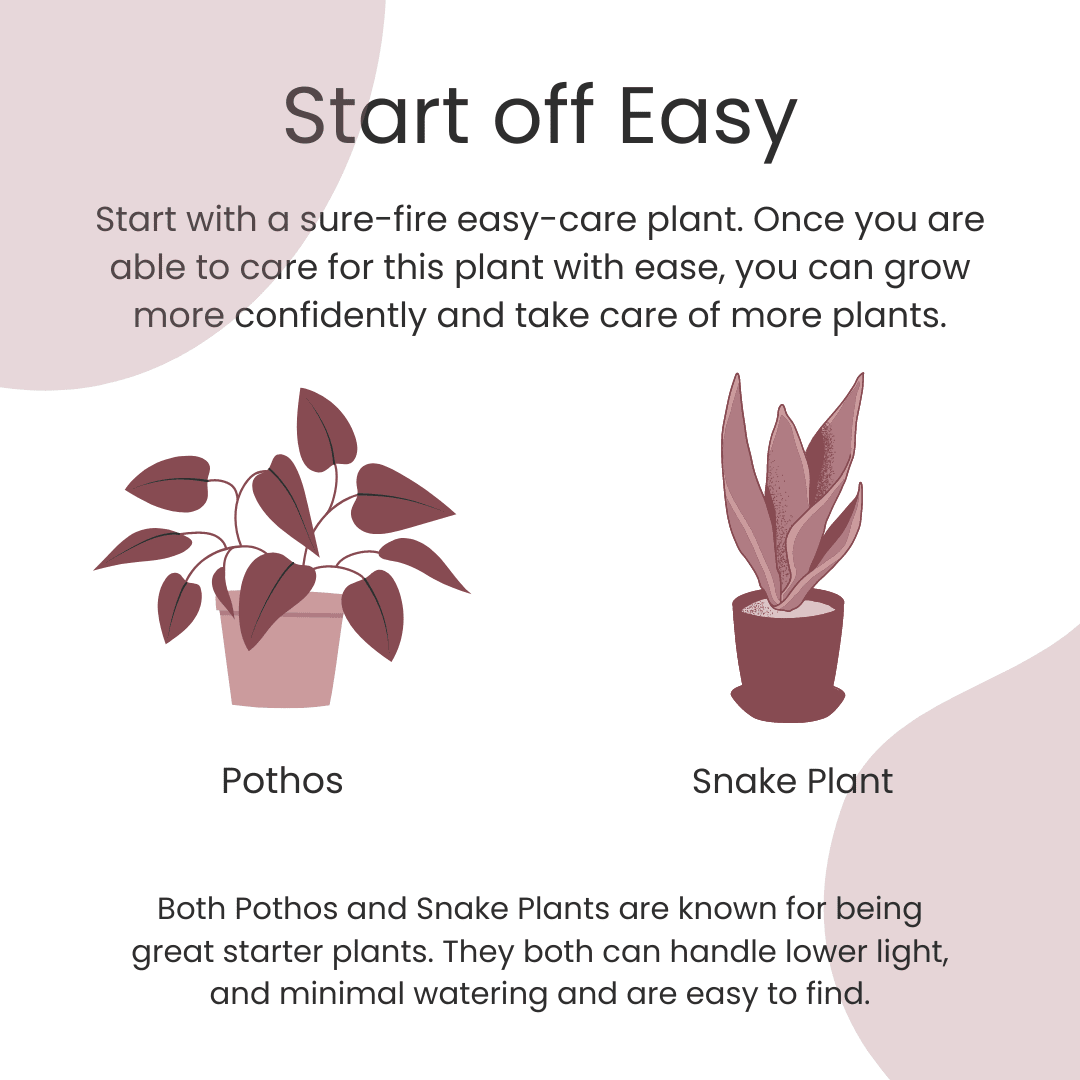 easy houseplants to grow