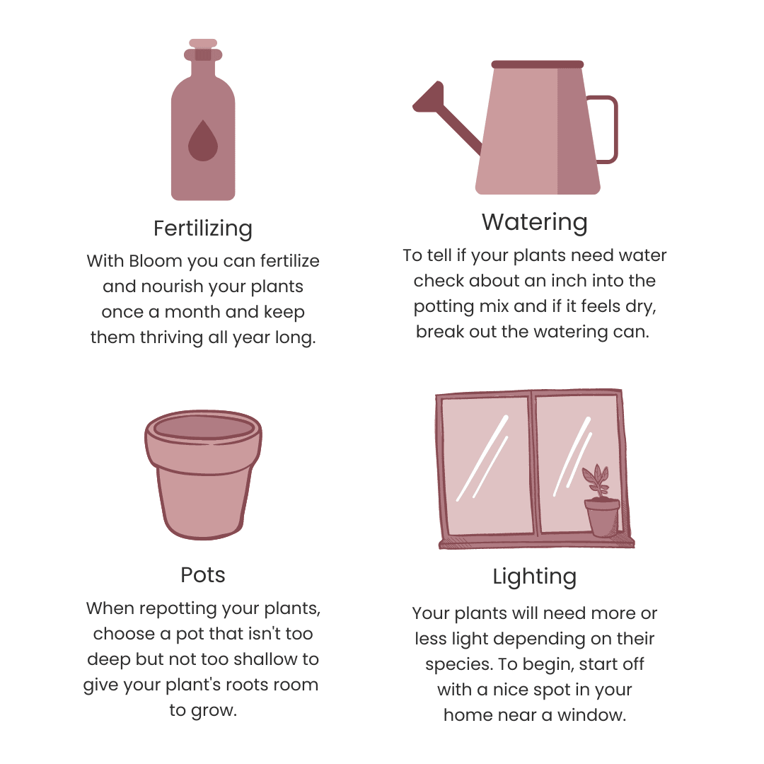 indoor plant care basics