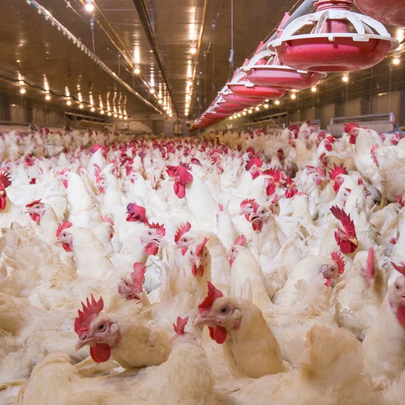 national poultry improvement plan