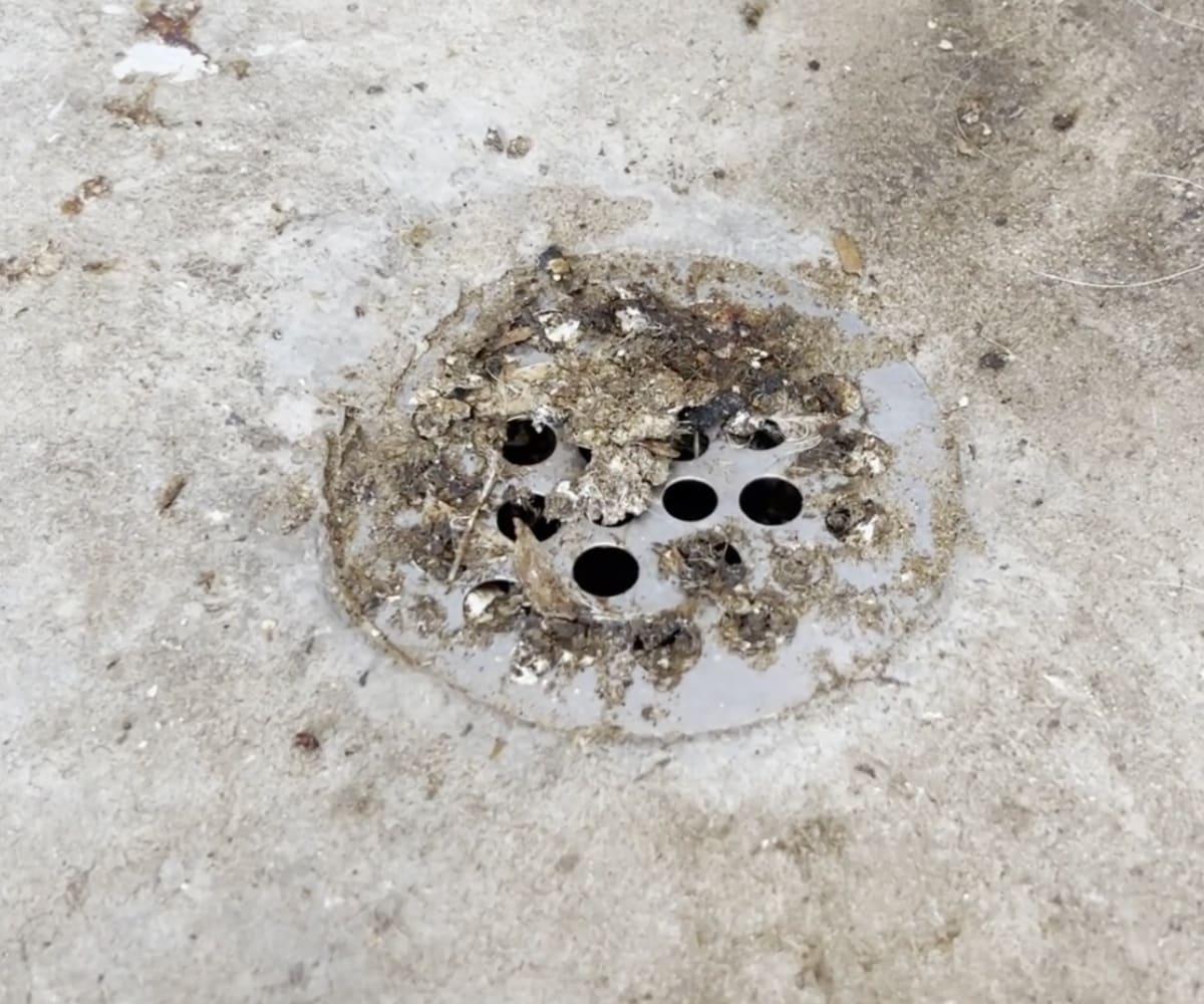 Disease prevention through sanitizing floor drains