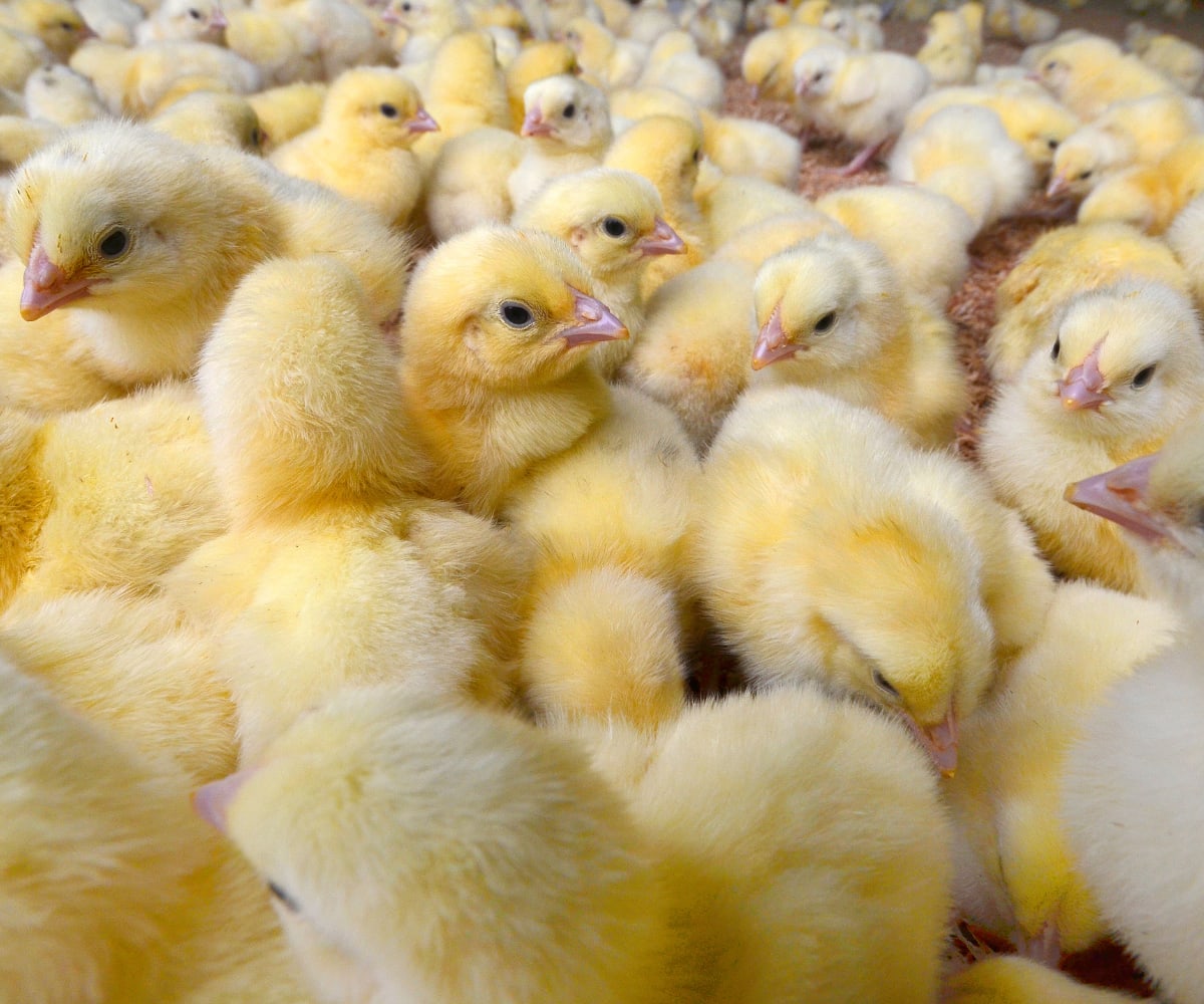 Poultry farming