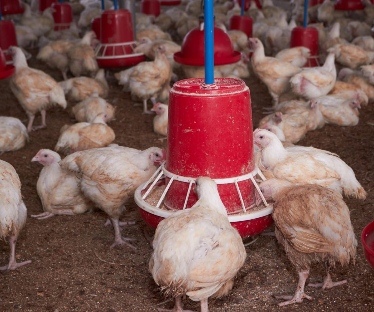 Colibacillosis in chickens