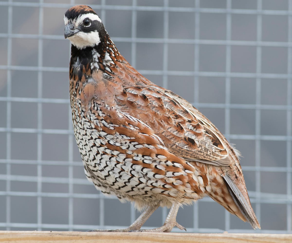 Adult quail