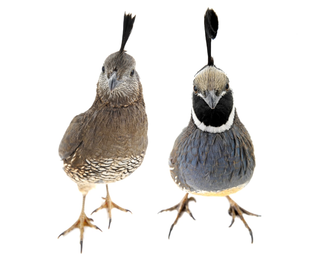 Male and female quails