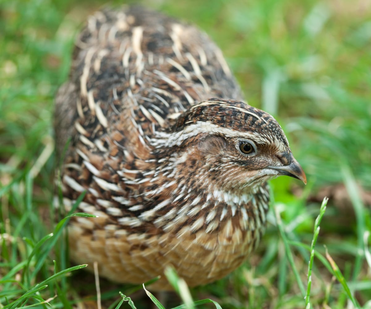 Male quail