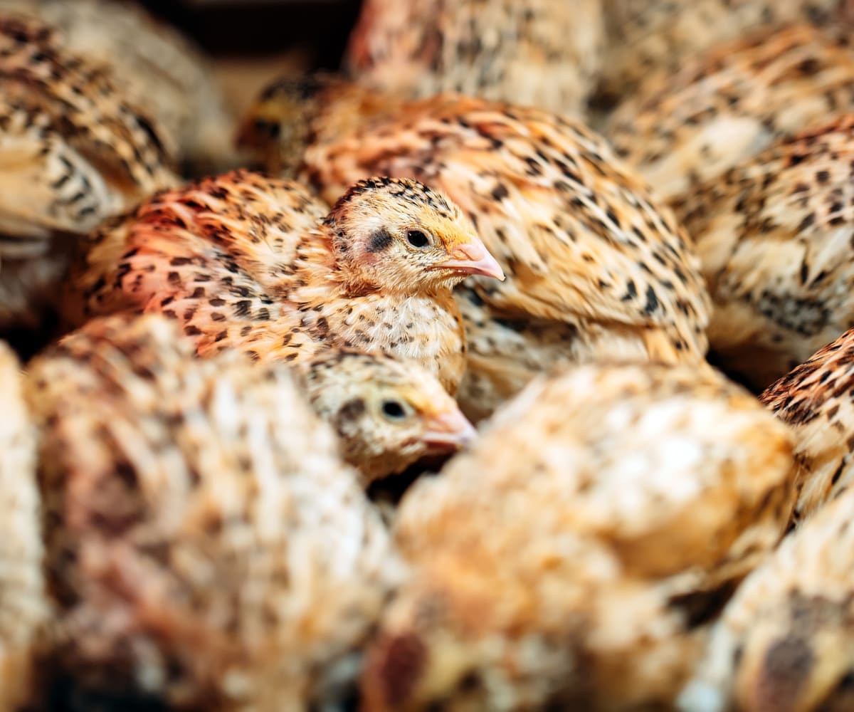 Quail chicks