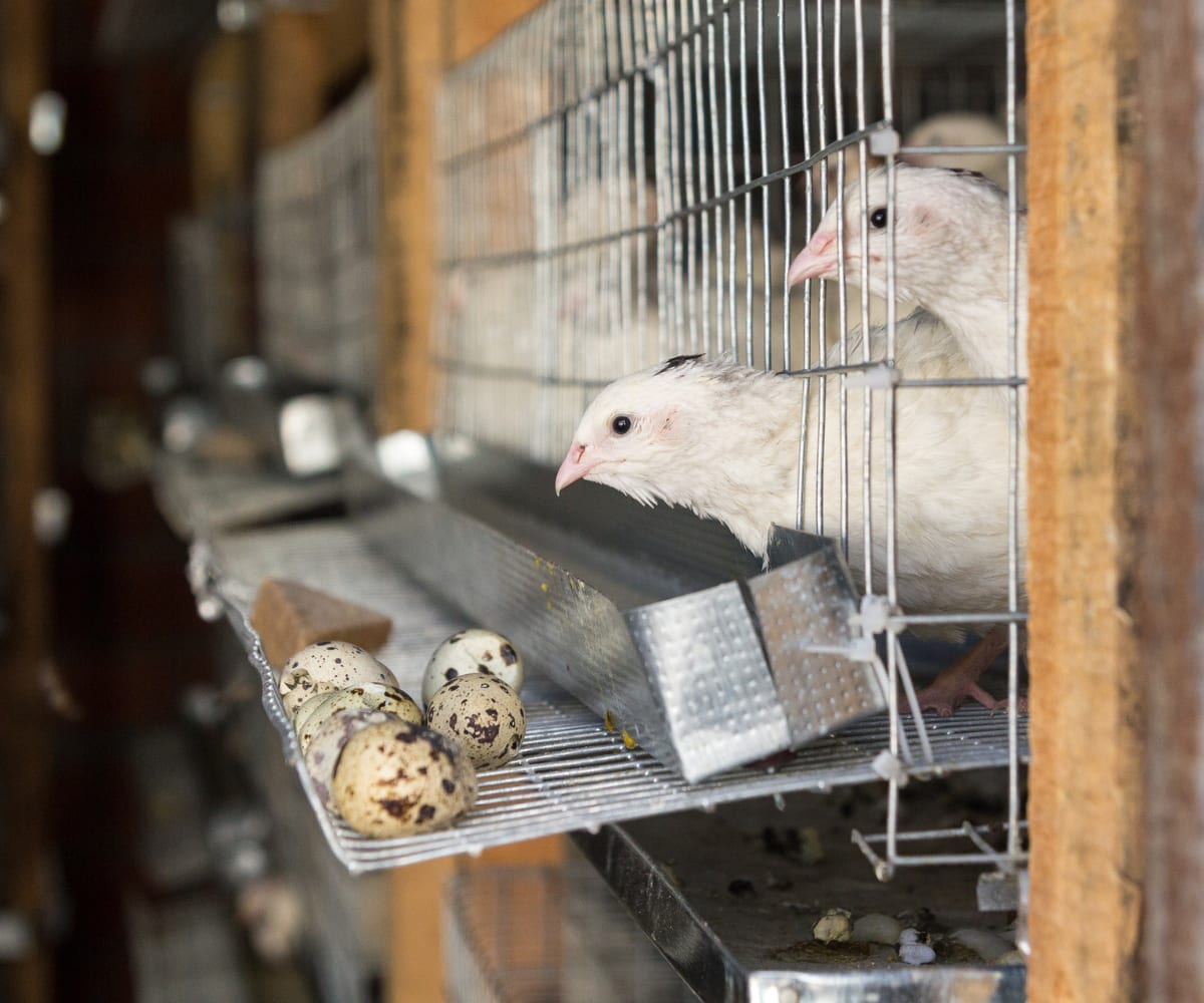 Commercial quail farming