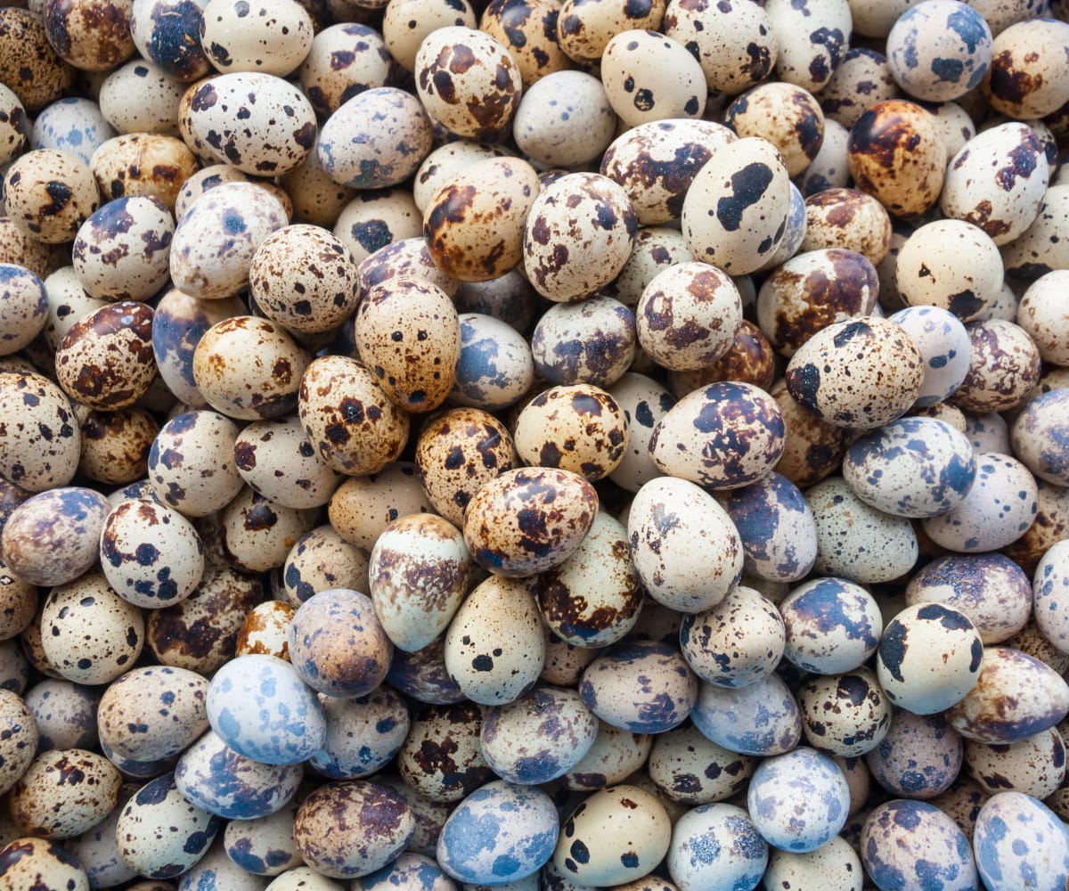 Quail eggs