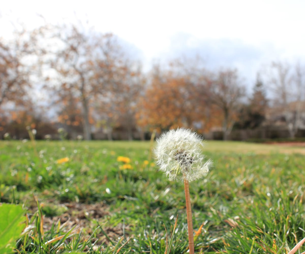 Broadleaf weeds