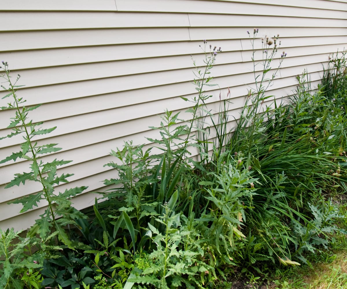 Weeds that need the best organic weed killers