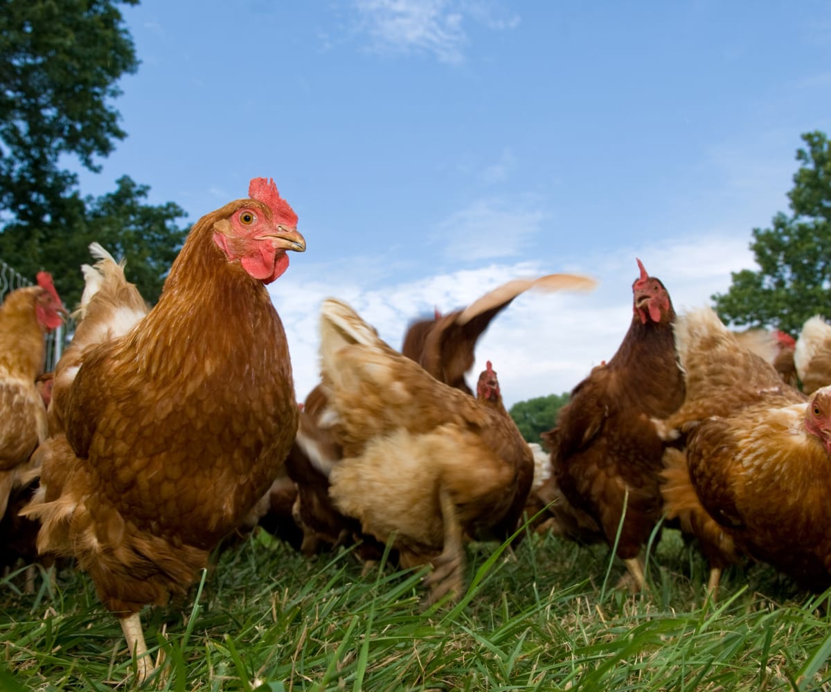 Pasture-raised hens