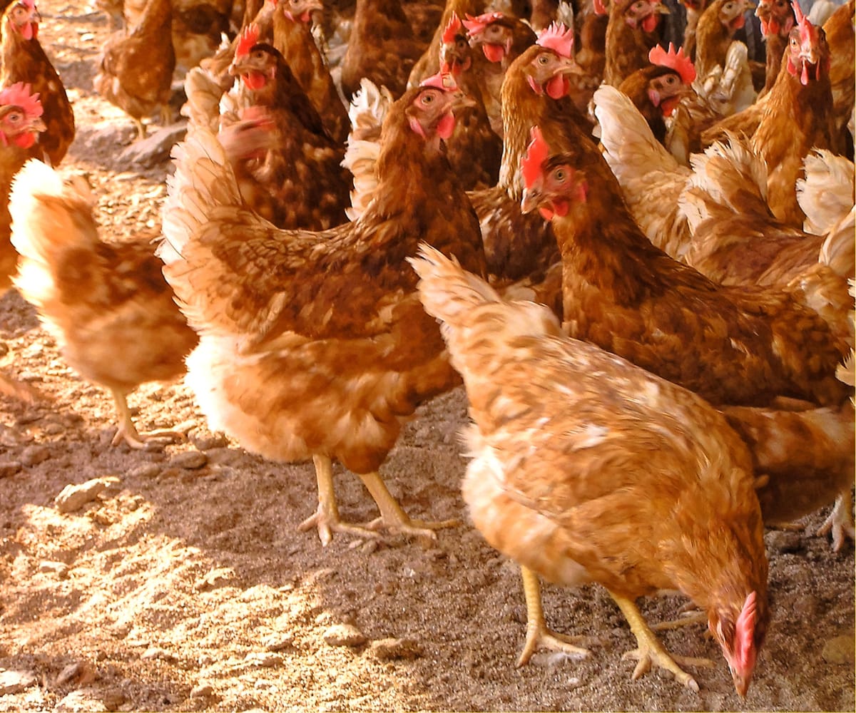 Cage-free chickens