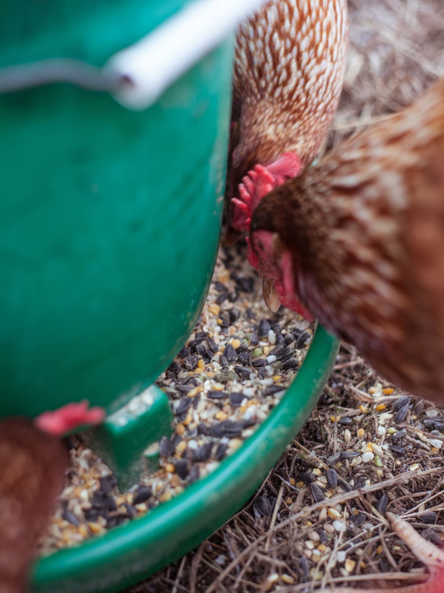 Chicken feed intake