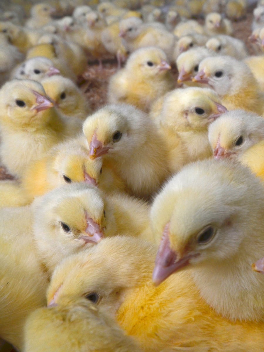 Necrotic enteritis in broiler chickens