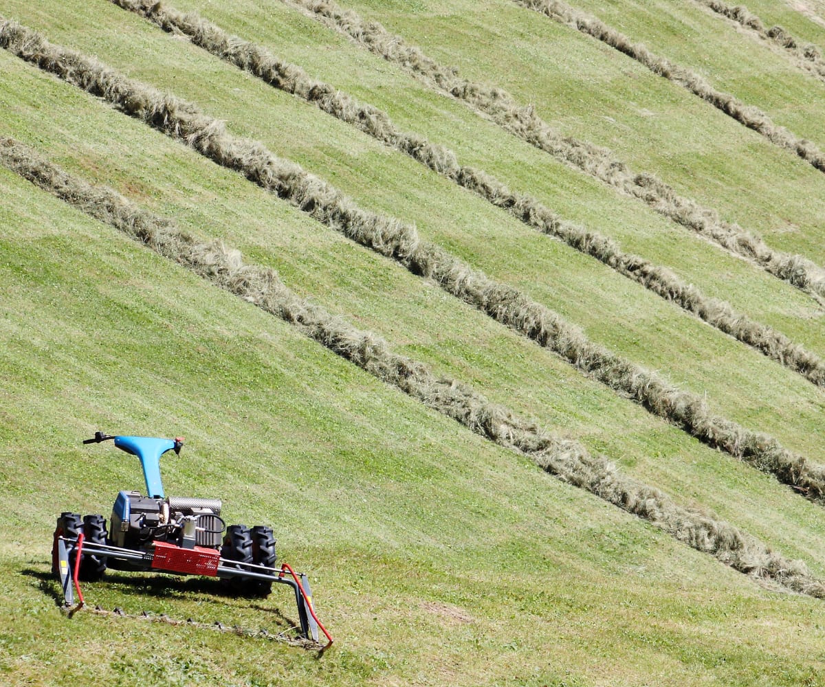 Cut hay windrows with green border