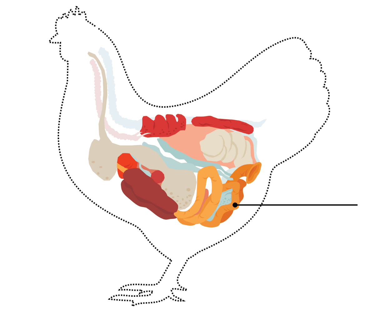 Chicken's intestines