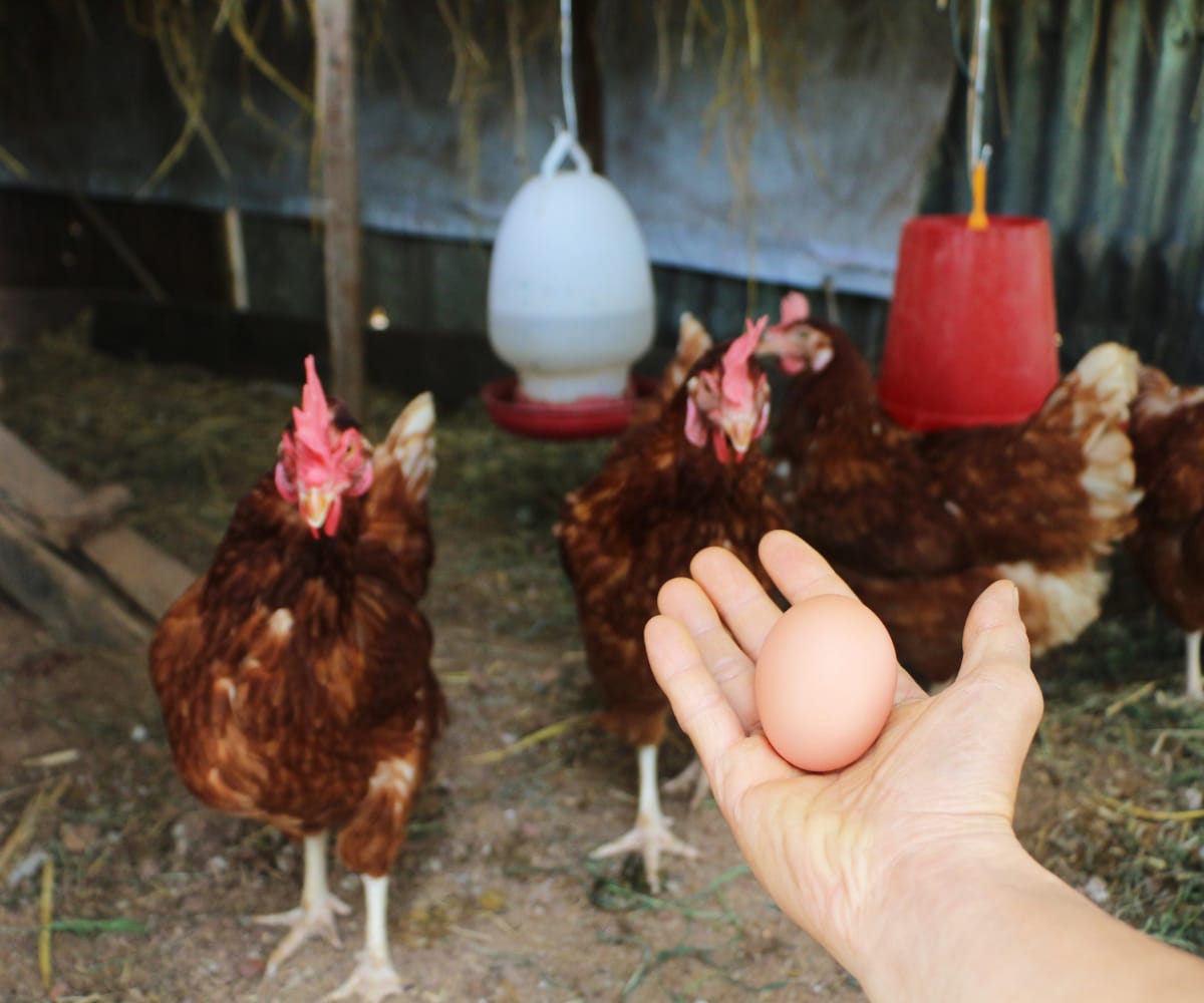 Laying hens