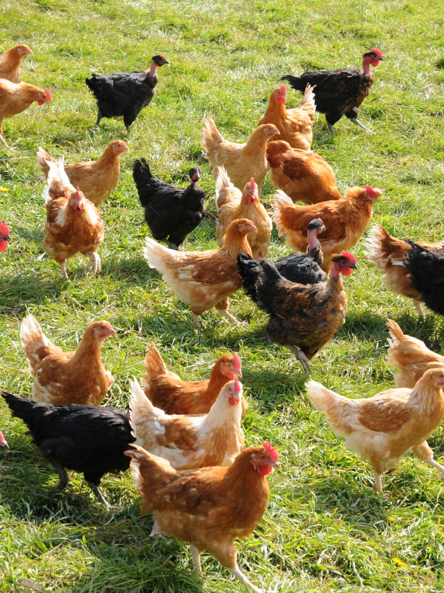 Younger chickens in chicken yard