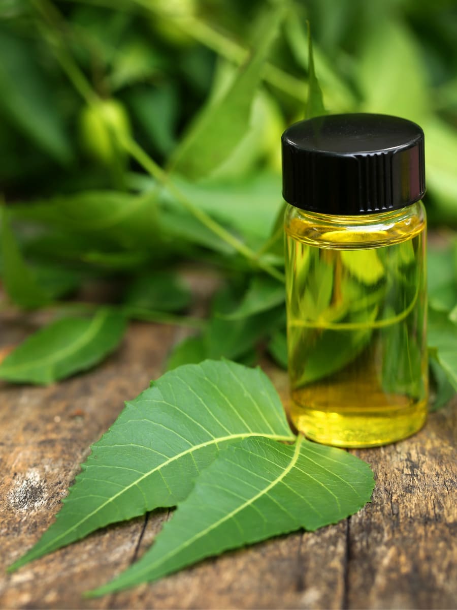 Natural vegetable oil extracted from neem tree