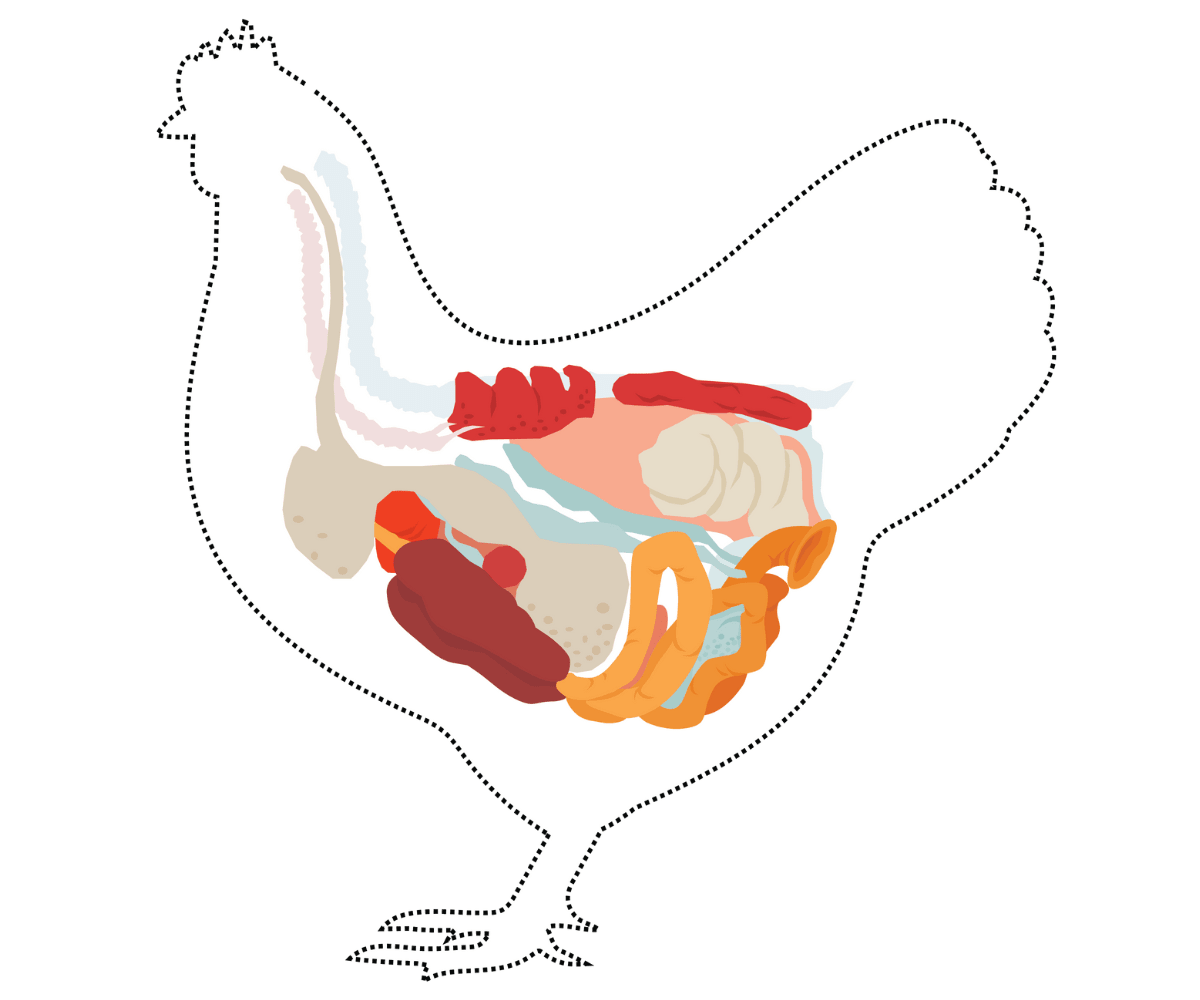 Digestive system