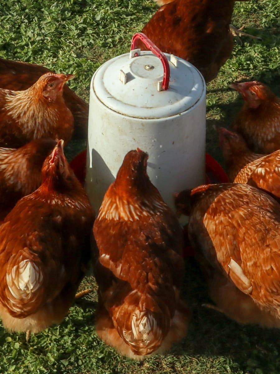 Chickens drinking from chicken waterer