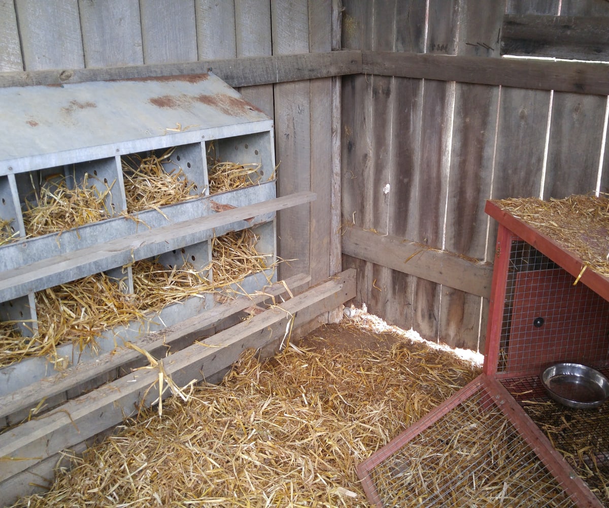 Nesting boxes for keeping chickens warm