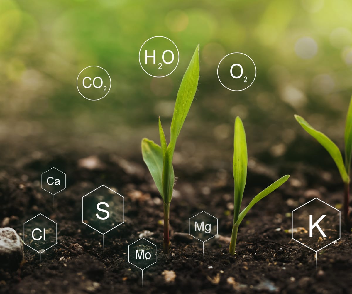 Plants absorb nutrients from the soil