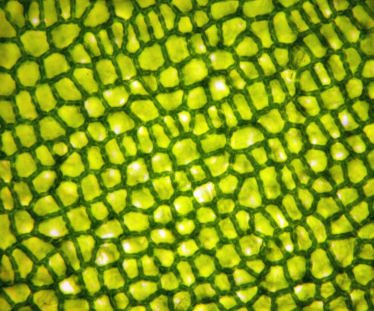 Plant cells