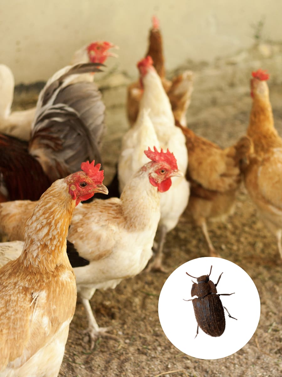 Darkling beetle in poultry house