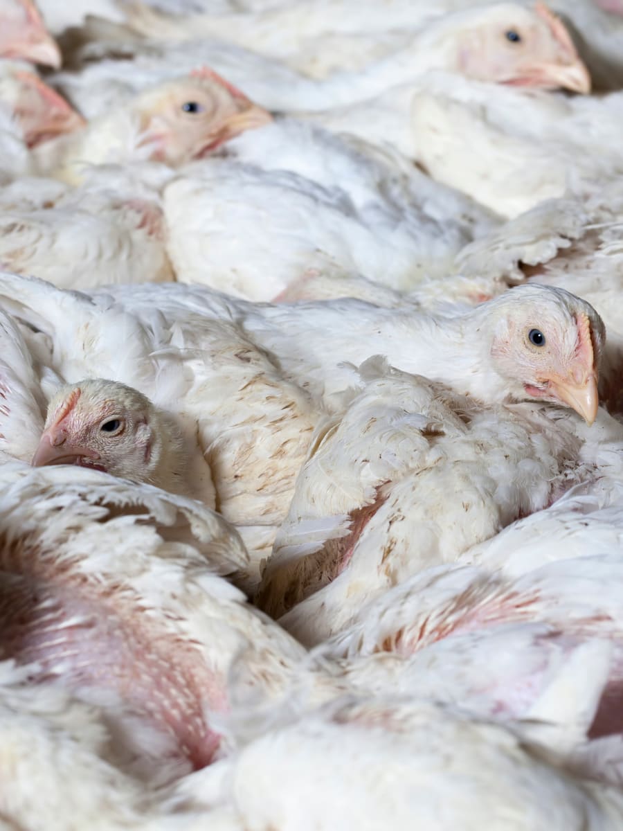 Adult chickens huddled in corner