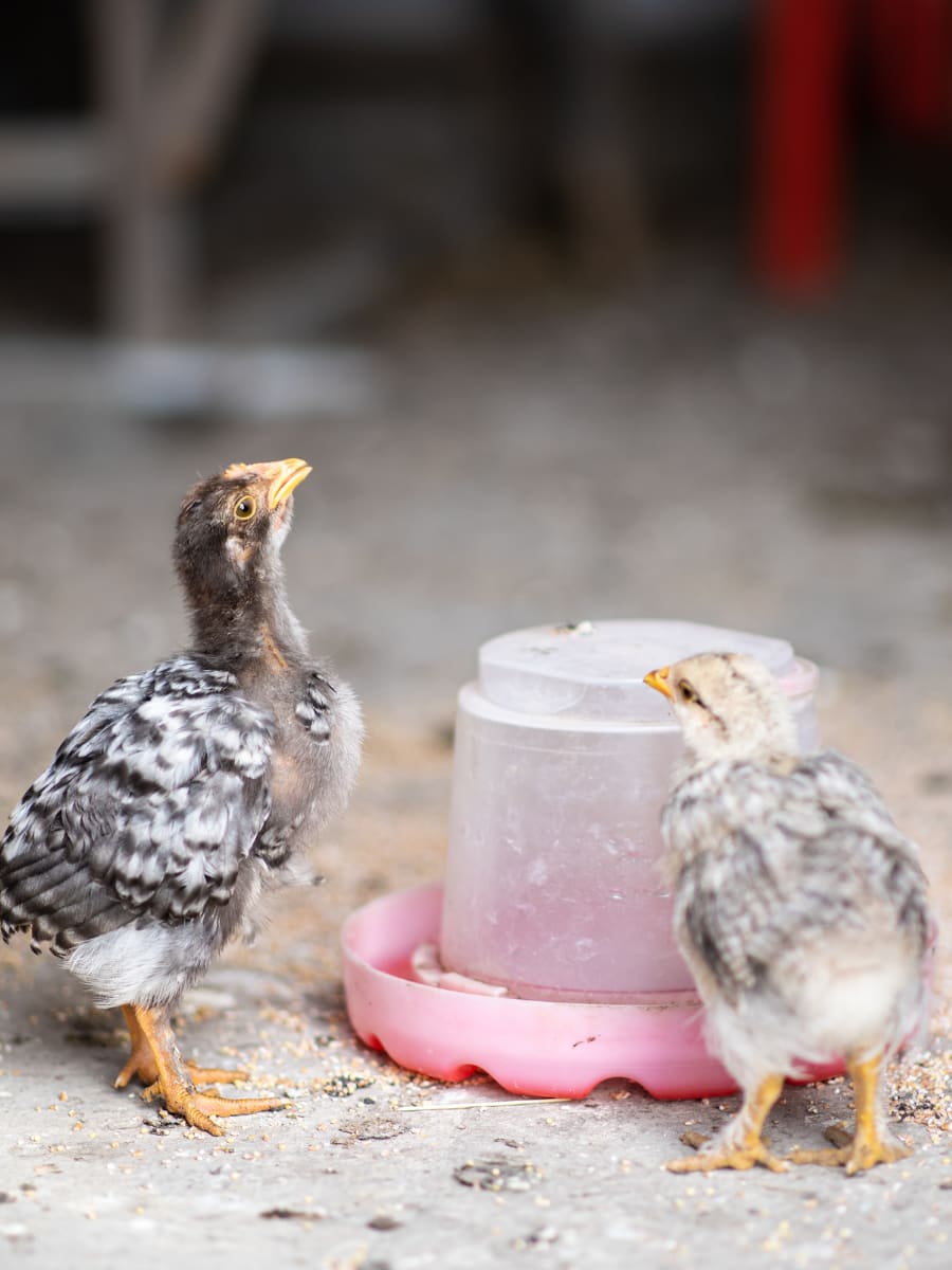 Chickens drinking clean water