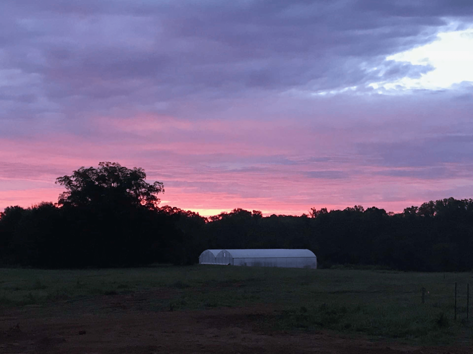 Greenhouse Sunrise