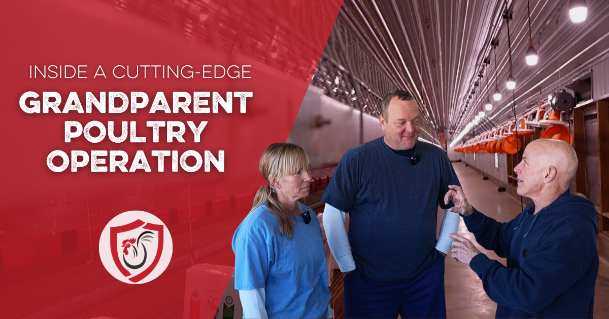 Inside a Cutting-Edge Grandparent Poultry Operation