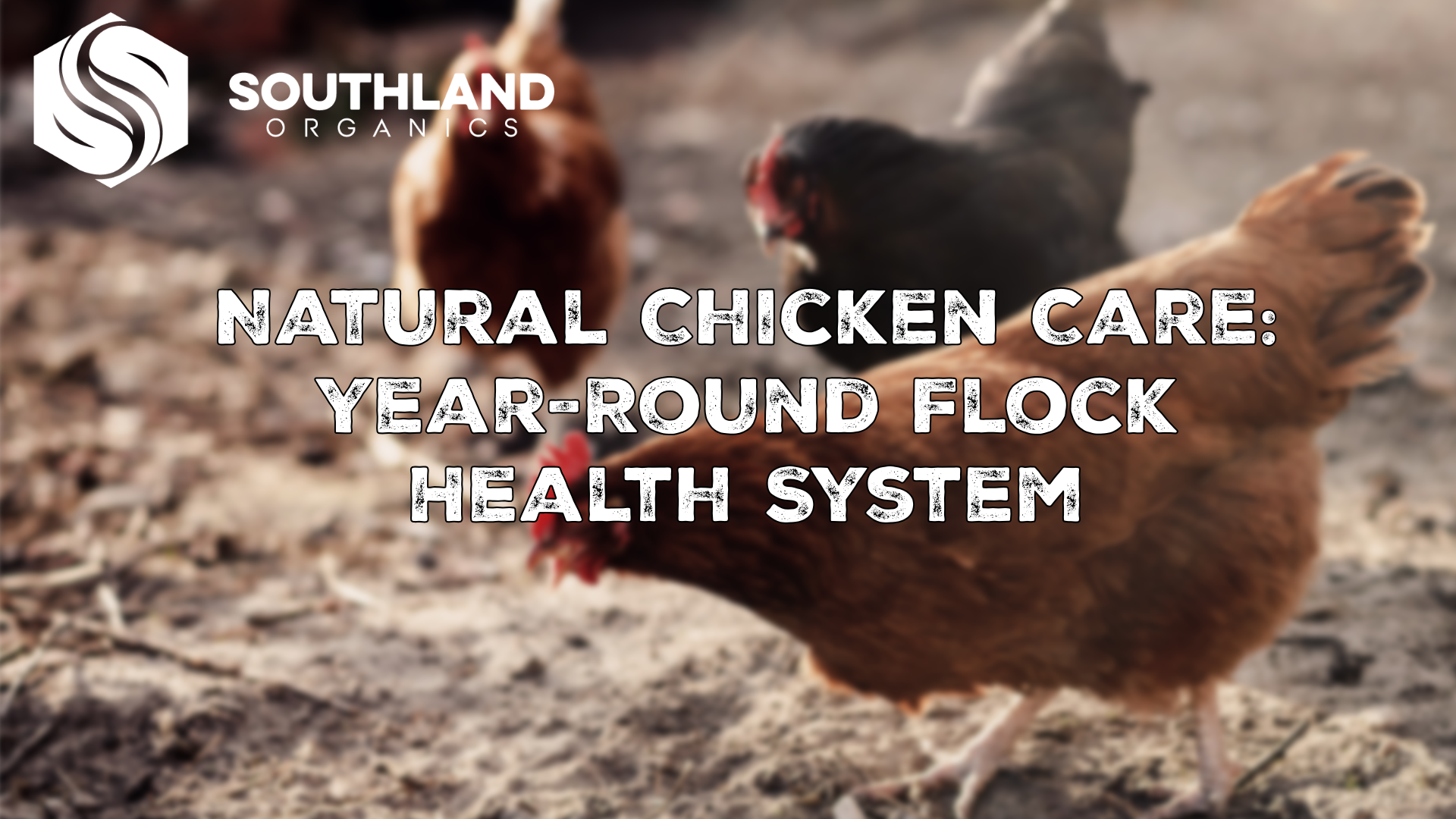 Natural Chicken Care: Year-Round Flock Health System