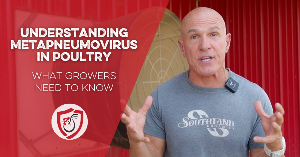 Understanding Metapneumovirus in Poultry: What Growers Need to Know