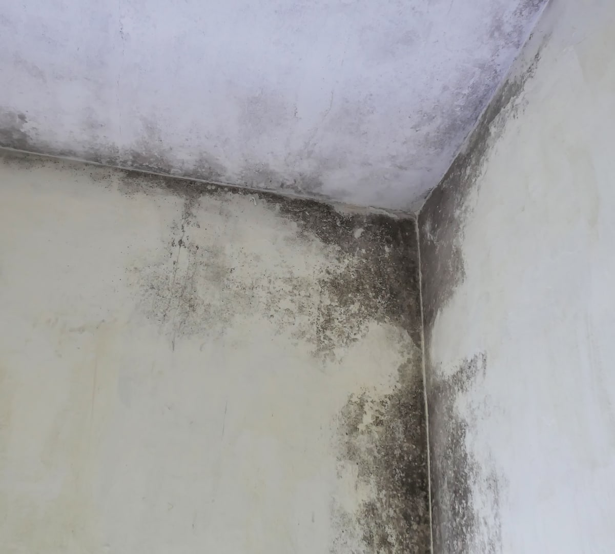 Professional mold remediation in Athens, Georgia