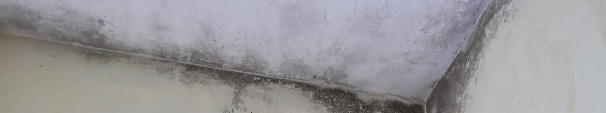 Mold growth on wall requiring professional remediation