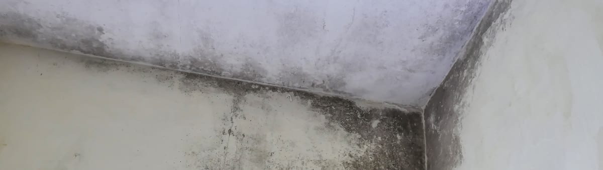 Mold growth on wall requiring professional remediation