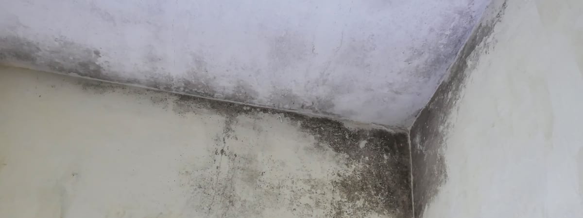 Mold growth on wall requiring professional remediation