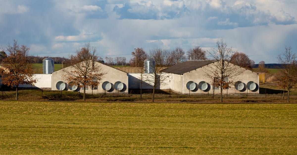 How to Reduce Ammonia in a Poultry House Naturally