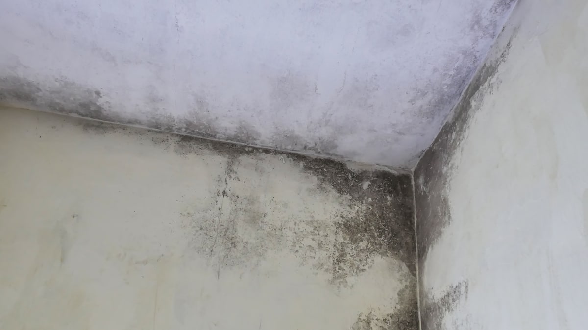 Mold growth on wall requiring professional remediation